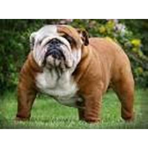 Staffordshire bull terrier and Bulldog Double Fleece dog coat