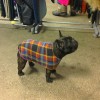  french bulldog  Printed Double Fleece dog coat