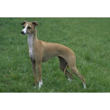 Italian Greyhound Double Fleece dog coat