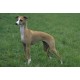 Italian Greyhound dog Coat