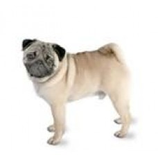 Pug Waterproof and Fleece dog coat