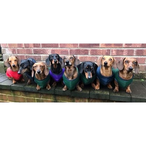 Dachshund lined stepin waterproof coat